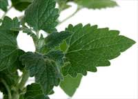 Catnip