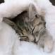 sleeping cat in towel
